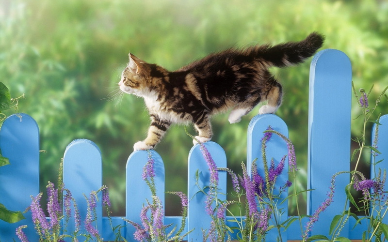 domestic animals, pets, domestic cat, fence, lavender, outdoors, animal themes, animals, maine coon cat, feline, mammal, domestic, blue, one animal, nature