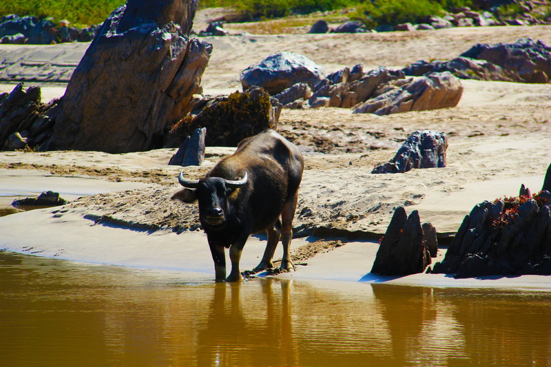bull, livestock, india, spiritual, oxe, water, attraction, herbivorous, sunlight, travel, 5K, looking, animal, river, ganges, domestic animals, vertebrate