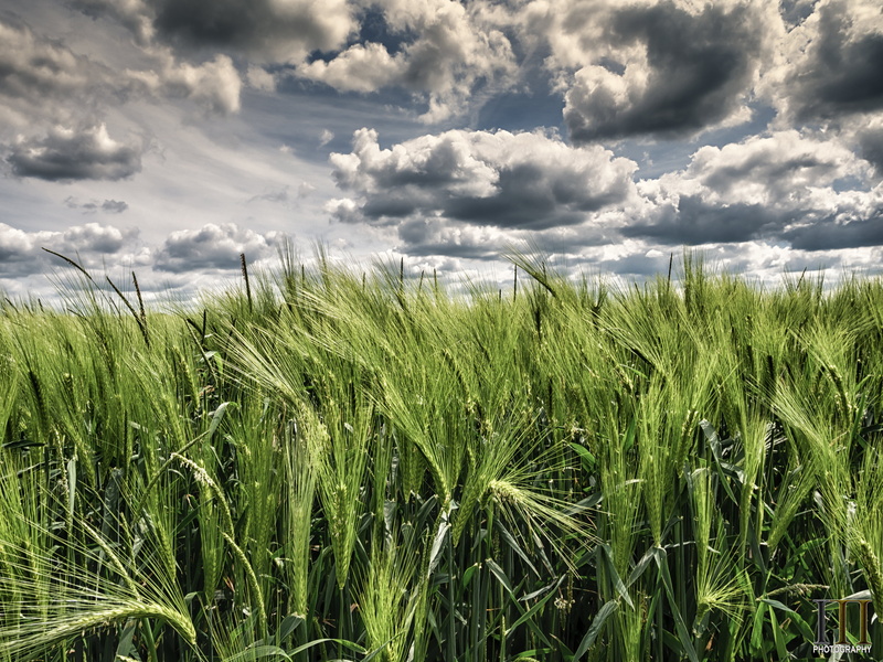 rural Scene, fields, photos, blue, field, 5K, cloudscape, growth, grass, summer, Photography, plant, cereal Plant, cloud - Sky, False, farm, Horizons