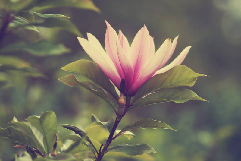 day, flower head, petal, freshness, plant, sepal, no people, mood, fragility, outdoors, growth, plant part, flowering plant, inflorescence, leaf, 2K, nature