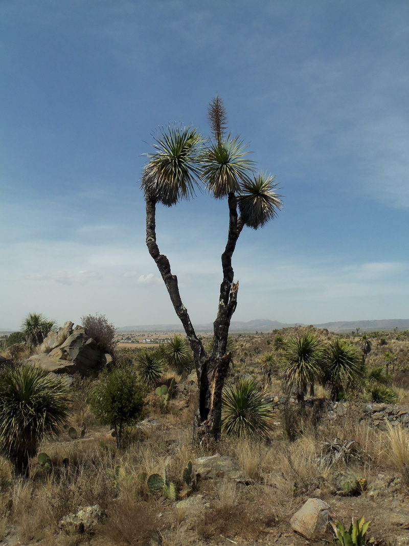 dry, clouds, mountains, land, sunny day, puebla, tranquil scene, archeology, hiking, palm tree, tranquility, non-urban scene, beauty in nature, arid climate