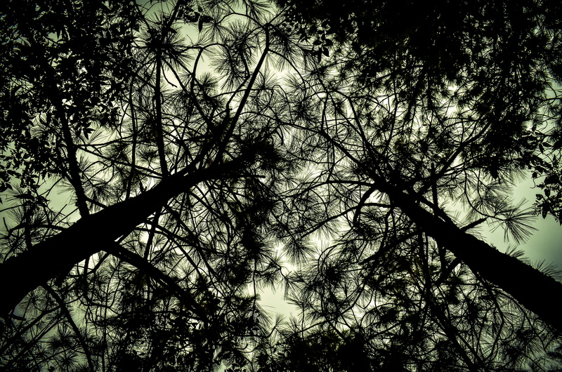 branch, tree canopy, view, nature, sky, tlaxcala, landscape, woodland, growth, contrast, silhouette, tree, trees, outdoors, beauty in nature, black, abstract