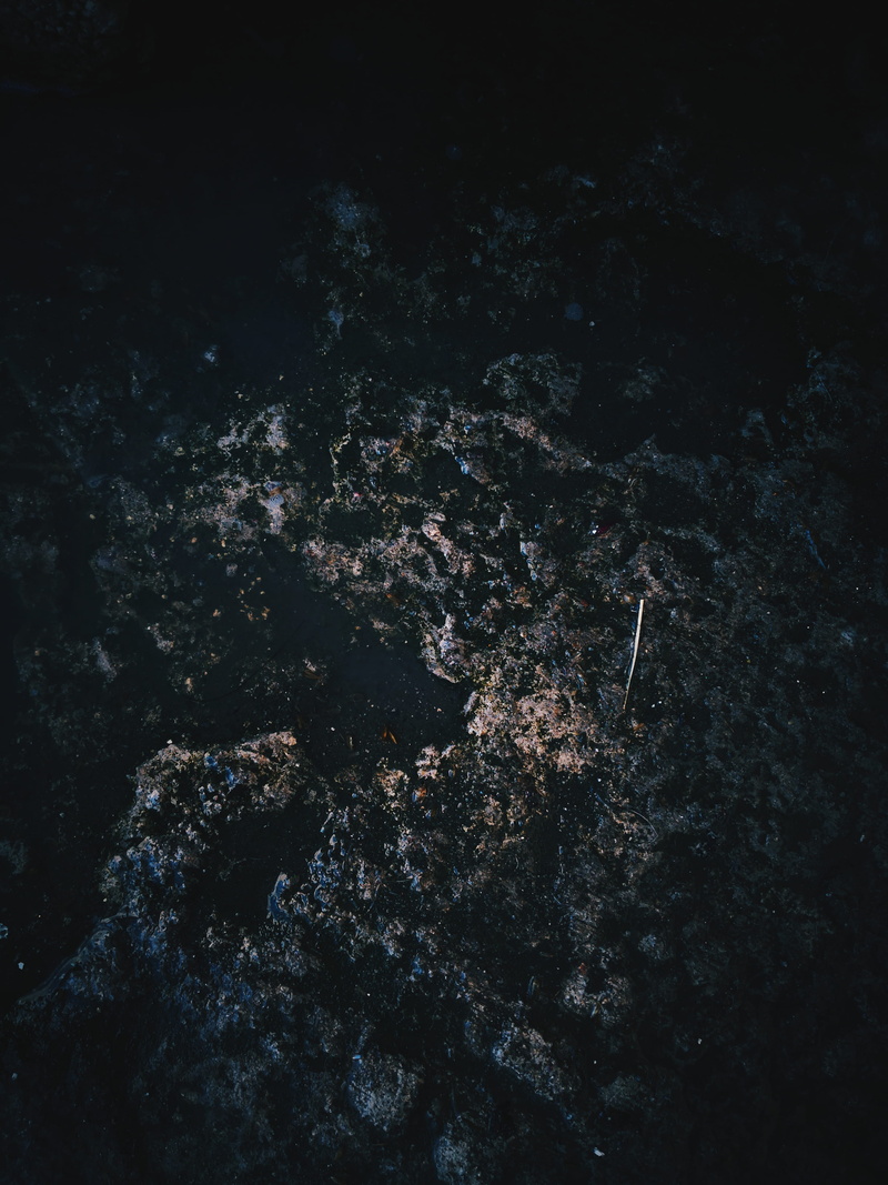 close-up, sea, marine, solid, heroica puebla de zaragoza, roble 5, backgrounds, water, damp, nature, outdoors, textured, rock, animal wildlife, no people