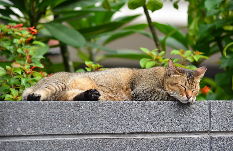 animal themes, retaining wall, cat tiger stripes, striped civet, cat thailand, sleeping, to relax, day, vertebrate, whisker, pet, sleep, domestic cat, lying down
