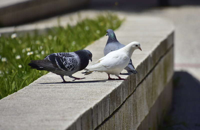 footpath, seagull, animal, sunlight, nature, animals in the wild, bird, perching, animal themes, outdoors, 4K, two animals, wall, no people, birds, animal wildlife