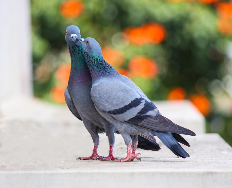 day, focus on foreground, animal wildlife, photo, retaining wall, pigeons, perching, animal, outdoors, no people, vertebrate, avian, animals in the wild