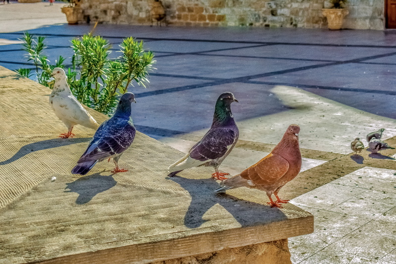 animal themes, group of animals, posing, pigeons, sunlight, square, animal wildlife, medium group of animals, retaining wall, vertebrate, no people, bird