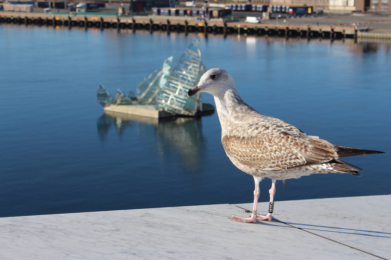 animal themes, focus on foreground, visitoslo, norway, nature, animal wildlife, sunlight, bird, animals in the wild, water, vertebrate, architecture, no people