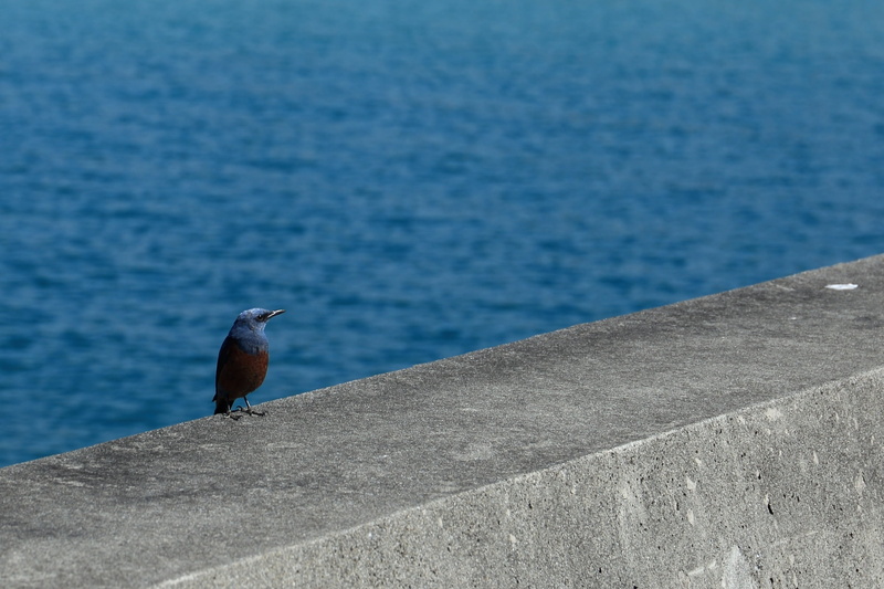 bird, one animal, breakwater, birds of the sea, animals in the wild, day, animal themes, animal, water, nature, wild animal, seagull, animal wildlife, vertebrate