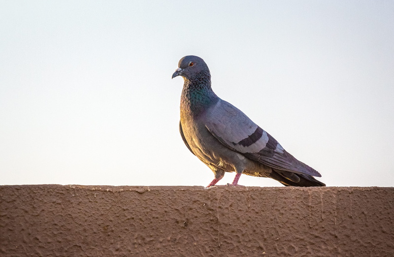 ground, nature, full length, looking, wall - building feature, wings, animal wildlife, brick, no people, animals in the wild, pigeon, animal themes, perching