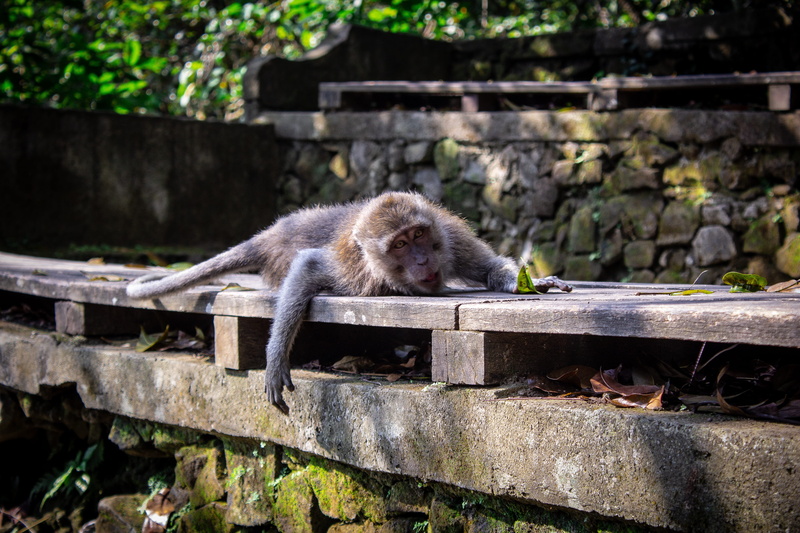 nusa, 5K, wildlife, zoology, monkey, built structure, primate, animal planet, animal wildlife, architecture, surface, wooden, leaves, bali, no people
