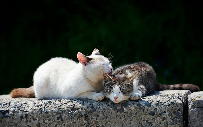 wall, vertebrate, focus on foreground, group of animals, animal, two animals, relaxation, togetherness, domestic animals, Care, Tenderness, Cats, eyes closed
