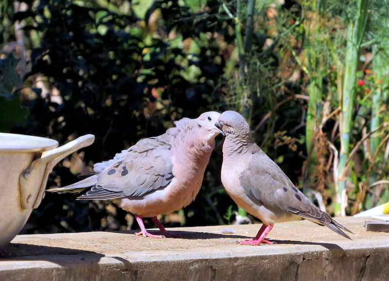 retaining wall, perching, close-up, no people, casal, day, full length, nature, outdoors, kissing, animal wildlife, wall, two animals, animals in the wild
