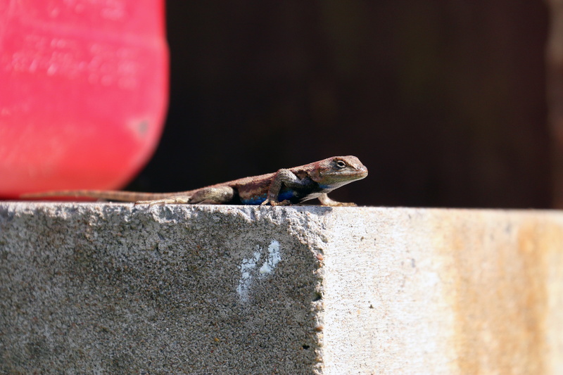 wall - building feature, arkansas, solid, animal wildlife, retaining wall, side view, selective focus, concrete, wall, nature, reptile, animals in the wild