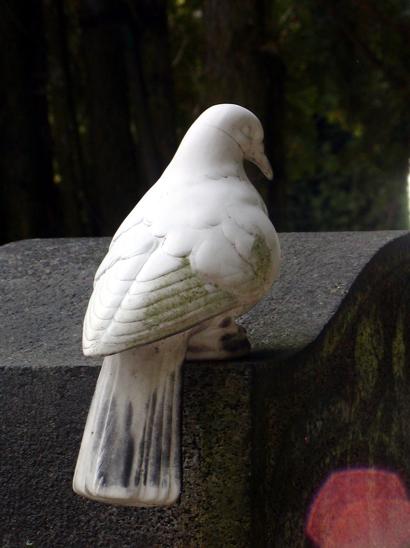 1080P, focus on foreground, retaining wall, bird of prey, vertebrate, no people, close-up, animal wildlife, one animal, death, perching, sadness, animal