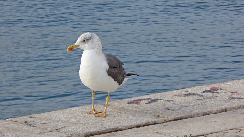 water, one animal, vertebrate, sea, 4K, seagull, animal wildlife, day, portugal, nature, animal, outdoors, no people, beak, perching, focus on foreground