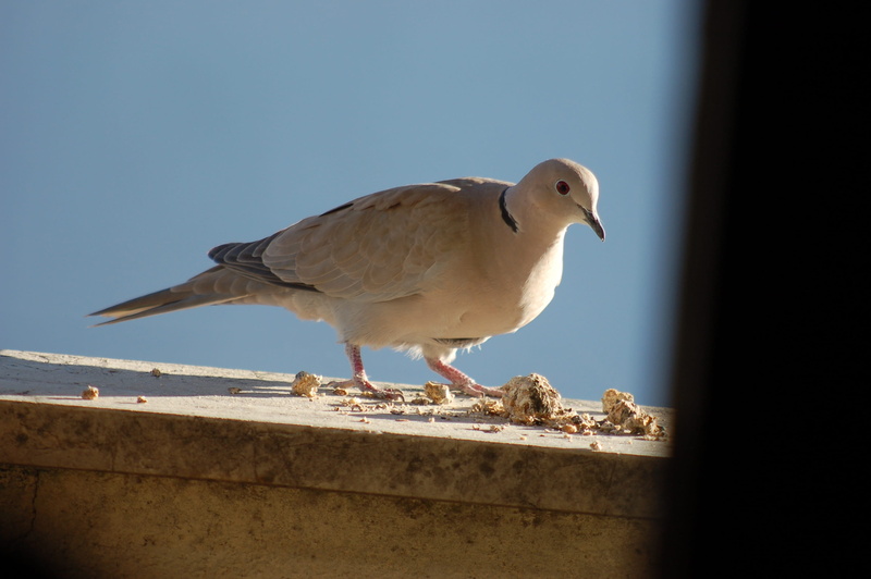 animal, blue, doves, animals in the wild, wall, no people, nature, 2K, day, birds, bird, retaining wall, perching, dove, clear sky, sunlight, animal themes