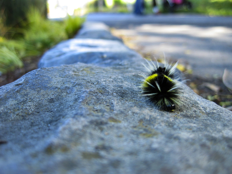 textured, day, bug, rock, rough, vulnerability, retaining wall, surface level, 2K, fragility, plant, butterfly, freshness, growth, mother nature, outdoors