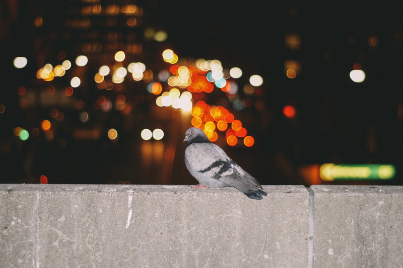 no people, animal, focus on foreground, illuminated, light, animal wildlife, outdoors, built structure, animal themes, bokeh, standing, wall, city, retaining wall