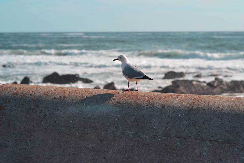 outdoors, vertebrate, near, boardwalk, animal, ocean view, 4K, animal themes, ocean, rocks, seagull, perching, rust, day, horizon, no people, bird, banister