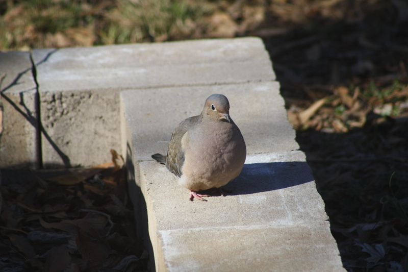 retaining wall, pigeon, 4K, perched, animal, Nature, high angle view, sunlight, animals in the wild, outdoors, focus on foreground, animal wildlife, perching