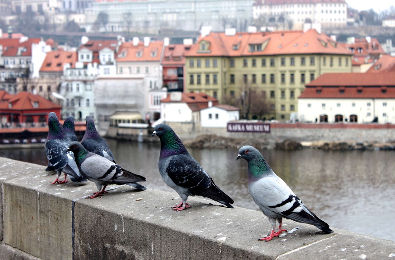 built structure, focus on foreground, perching, day, animals in the wild, city, retaining wall, animal, animal themes, pigeon, outdoors, cityscape, building
