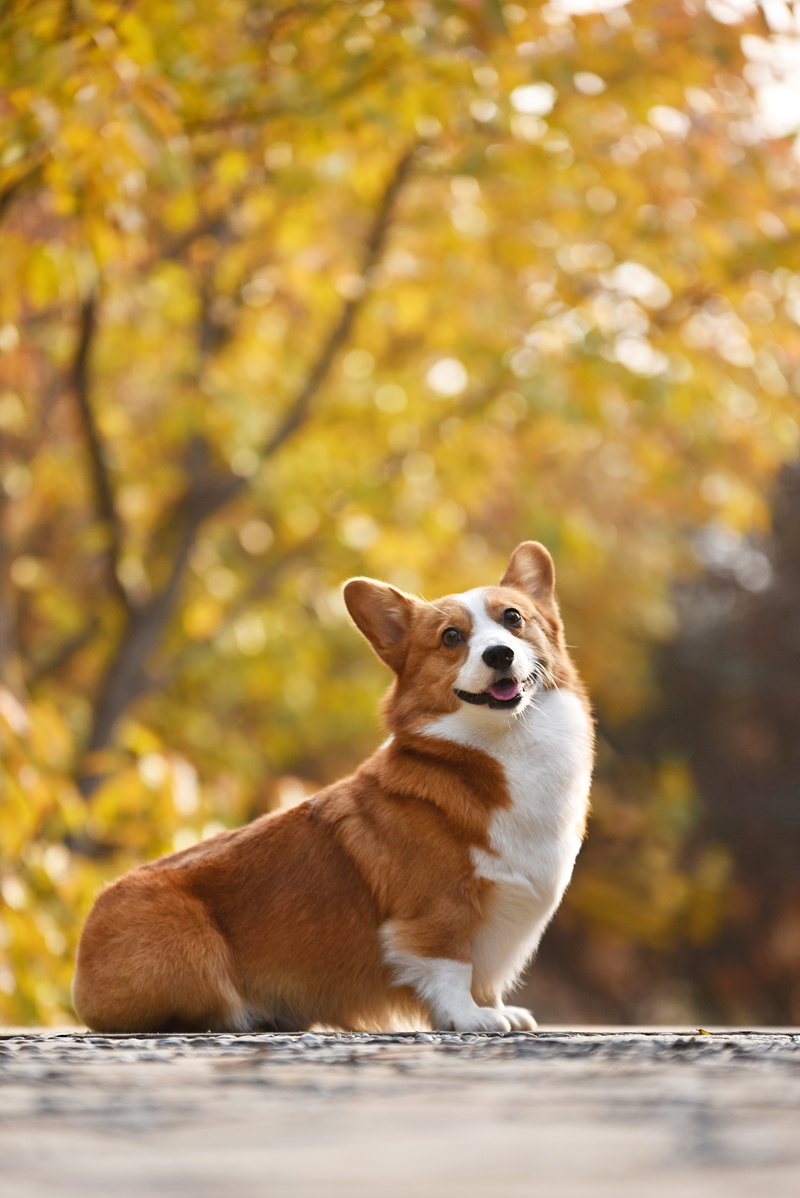 domestic, pavement, mammal, one animal, domestic animals, no people, outdoors, change, canine, animal, autumn, plant, looking away, vertebrate, welsh, 5K
