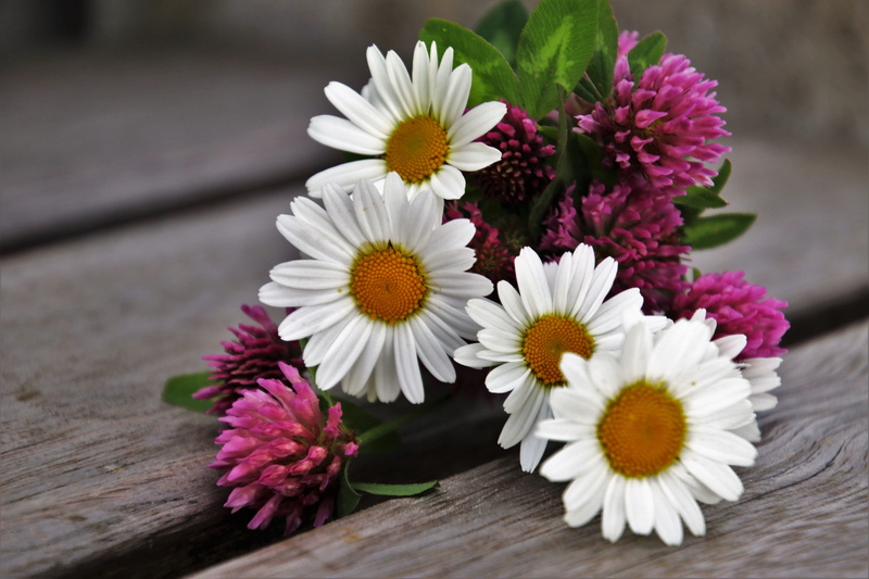 bloom, camomile, flower head, brown, no one, the beauty of nature, pink, the freshness, bouquet, surface, spring, table, violet, fragility, wooden, the delicacy