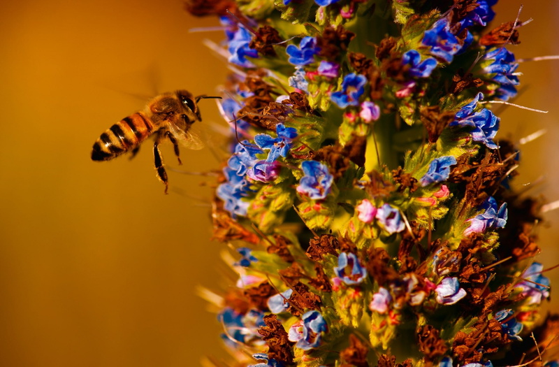 2K, Closeup, honeybee, pollinator, California, Insects, Insect, keep, Garden, wildlife, Macro, EchiumCandicans, nectarivores, Wings, hovering, Colors