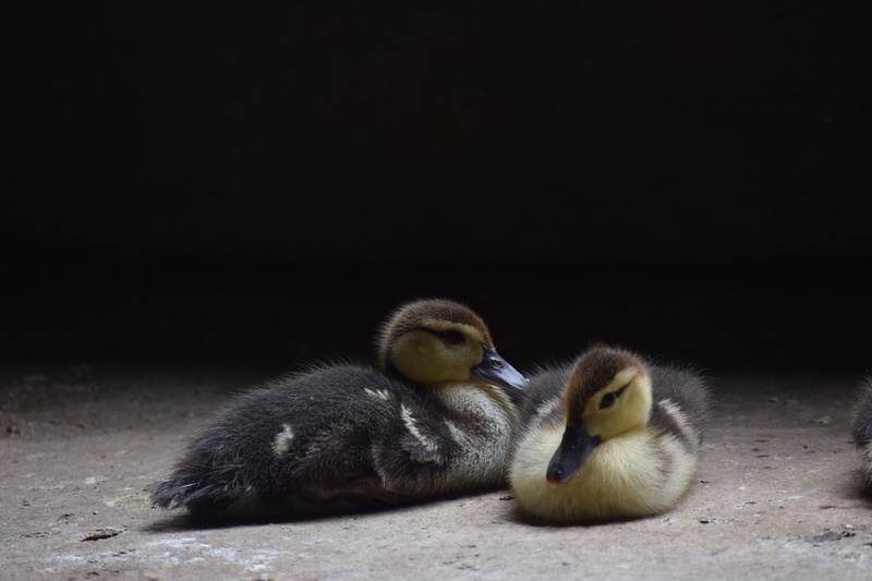 close-up, nature, animal themes, day, Wait For You, outdoors, young bird, bird, black background, Duck, young animal, Animal, poultry, duckling, group of animals
