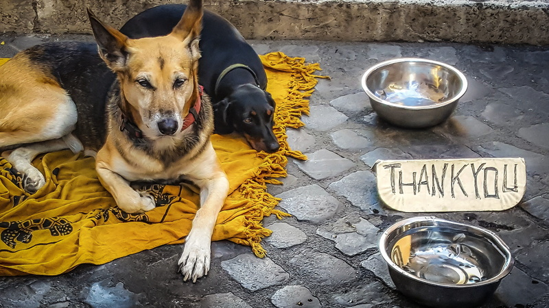 mammal, dirty, portrait, shepherd, bowl, refreshment, drink, domestic animals, Dog, no people, communication, animal, canine, container, text, Homeless