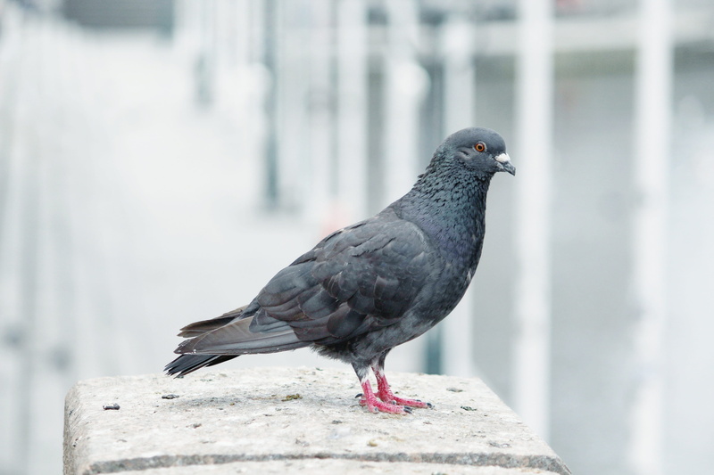 dove, built structure, animal, black color, grey, day, pigeon, vertebrate, close up, water, retaining wall, 4K, animal themes, bird, railing, animal wildlife