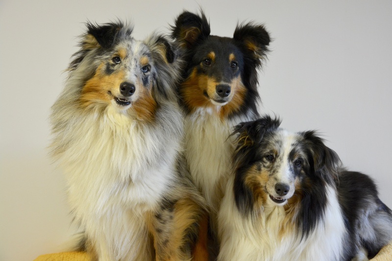 two animals, indoors, collies, sheepdog, wall, sitting, no people, cute, white, animal hair, group of animals, animal family, three, animal themes, dog