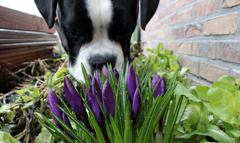 day, garden, no people, nature, flower, plant, domestic animals, macro, brick wall, blooming, one animal, vertebrate, animal, purple, animal body part
