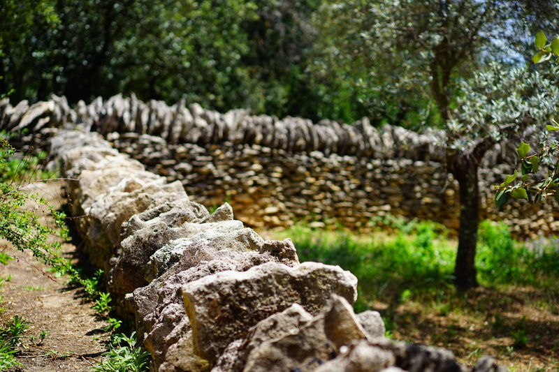 france, tree, architecture, south of france, masonry, nature, tranquil scene, woodland, day, wall, growth, visit, historic preservation, layering, piled up