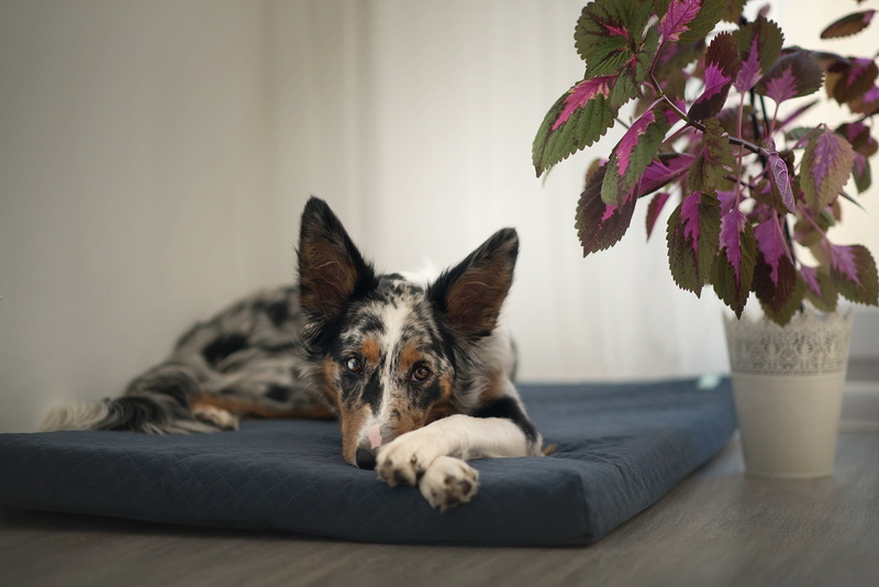 dog, stay, Coleus, pose, lies, room, face, background, plant, mattress, the border collie, pot, 1080P, look, wall