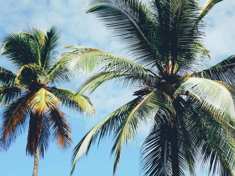 alma rosa ii, leisure activities, tropical, trees, coconut palm tree, growth, palm tree, leaf, arecaceae, nature, tree, beauty in nature, natuw, trunk