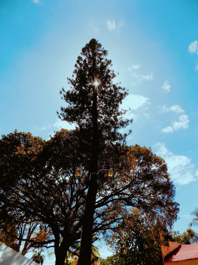 love, beauty in nature, florals, cloud - sky, outdoors, santo domingo, change, flowerporn, tree trunk, blooms, summer, tranquility, low angle view, scenics - nature