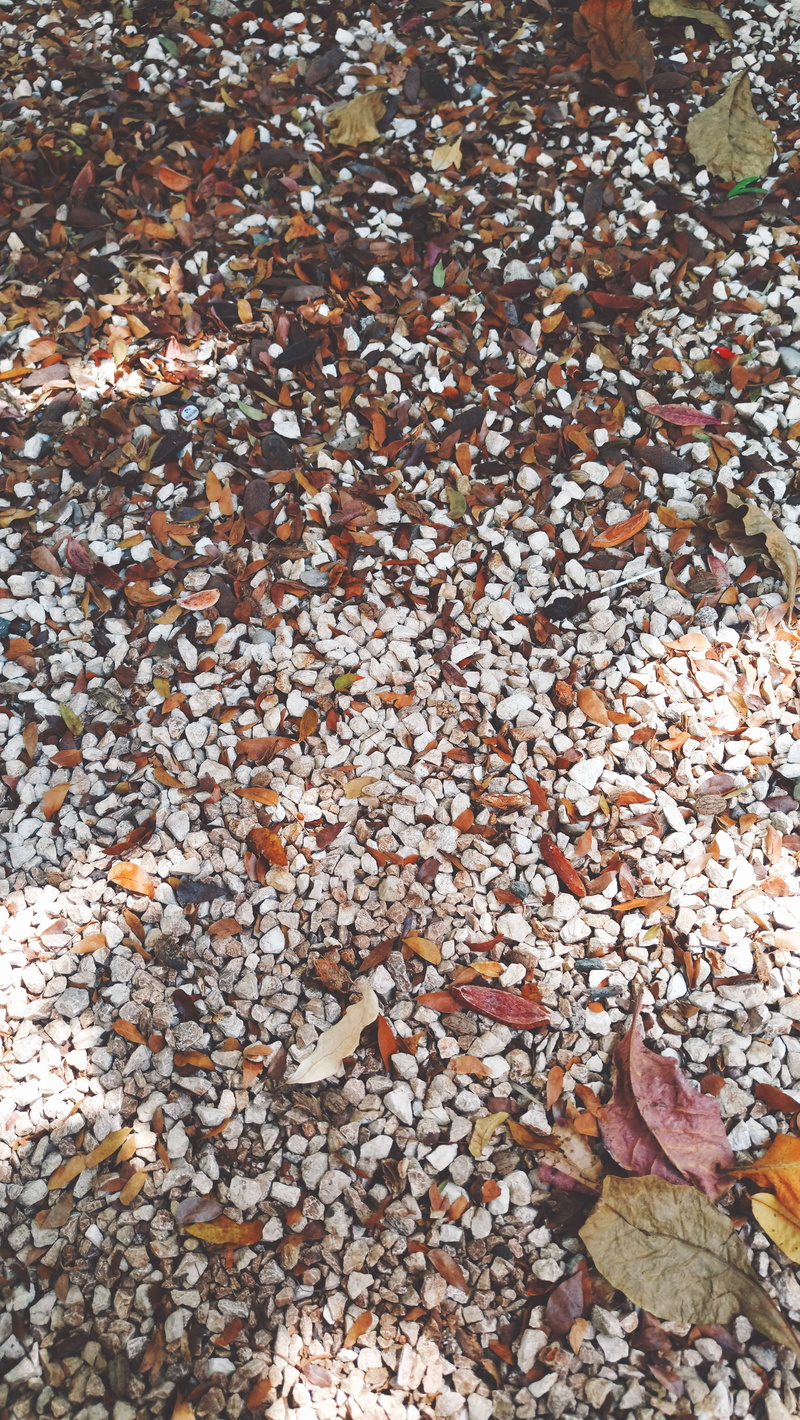 large group of objects, beauty in nature, land, leaf, april, natural condition, ., autumn, full frame, leaves, day, gravel, dry, solid, change