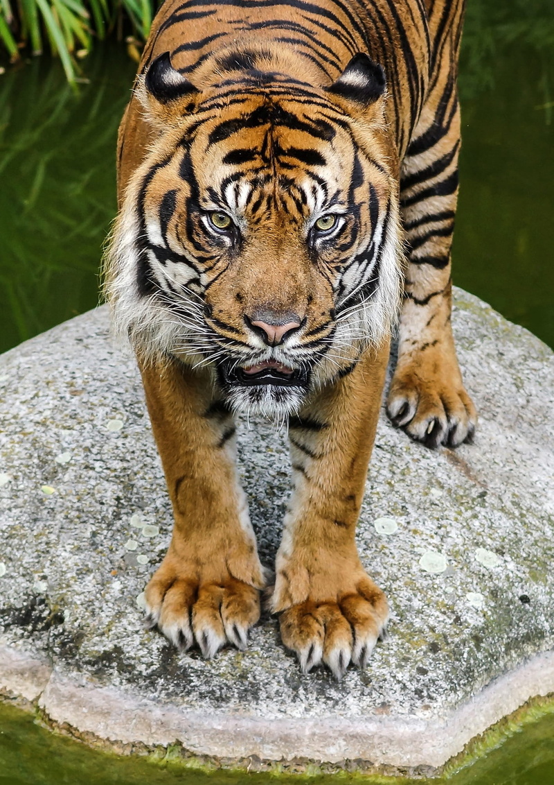 solid, animal wildlife, animal, tiger, animal themes, nature, animal head, animal portrait, one animal, mammal, vertebrate, day, dangerous, no people, carnivores