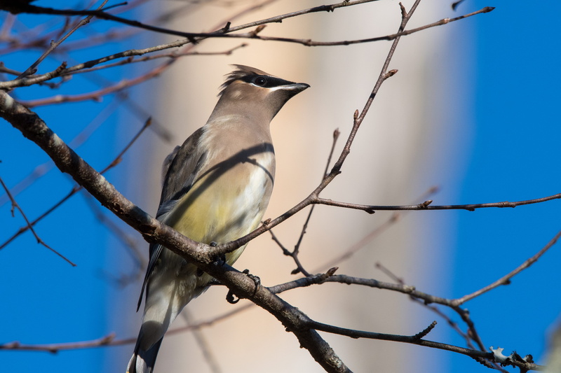 close-up, bird watching, avian, little, daylight, nature, animals in the wild, no people, tree, animal, beak, perched, wild, wildlife, sparrow, wood, side view