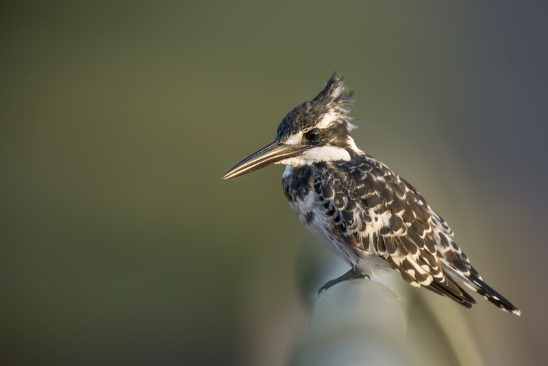 bird, nature, selective focus, side view, beak, full length, perched, south africa, hummingbird, day, vertebrate, focus on foreground, kingfisher, outdoors