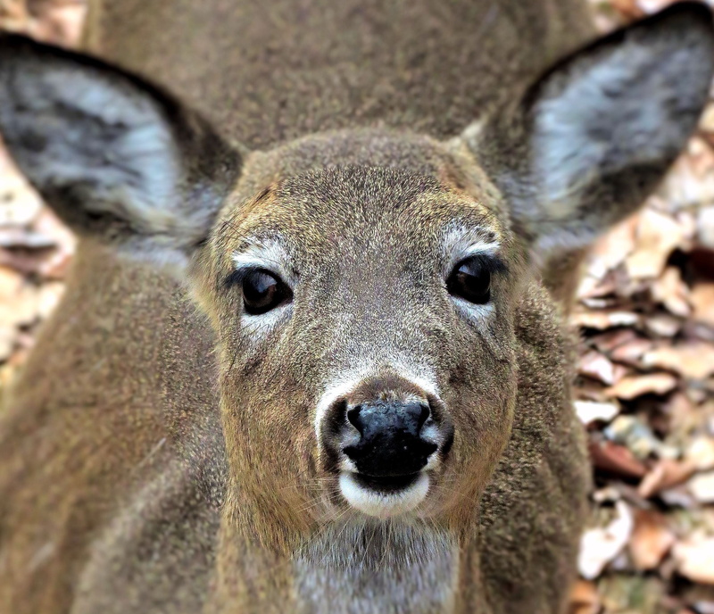 animal, looking at camera, wild animals, animal nose, wildlife, wild, hunting, brown, herbivorous, nature, portrait, focus on foreground, 2K, hunt, deer hunting