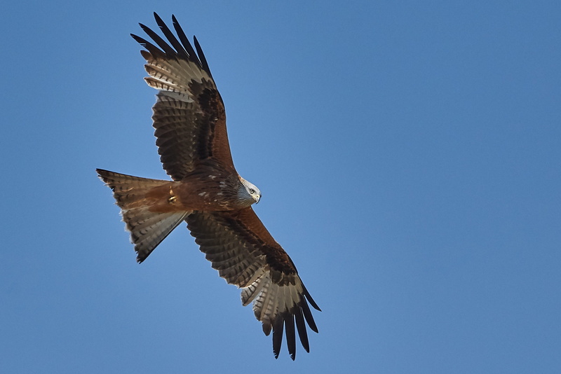 eagle, low angle view, directly below, flying, animal, animals in the wild, sky, blue, vertebrate, motion, eagle - bird, bird, clear sky, no people, 2K