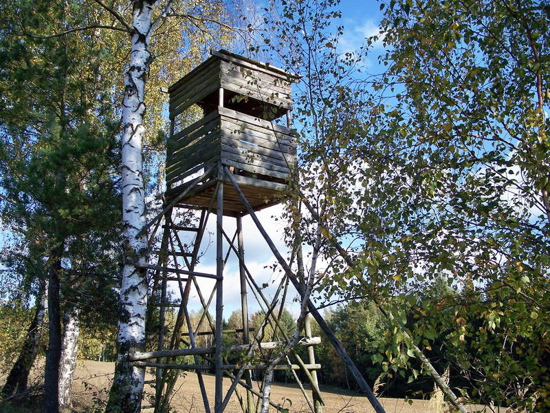 Hunting, no people, day, building, Delight, ladder, sky, sunlight, old, lookout tower, tree, low angle view, 2K, Forest, built structure, growth, plant