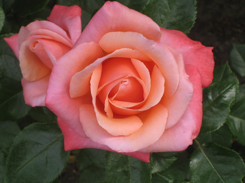 growth, nature, plant part, rose, macro photography, fragility, macro, red, photography, freshness, flower Head, farmers local market, flowering plant