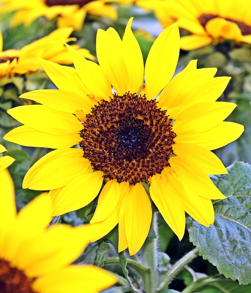 market, flowers was, yellow, bright, agriculture, close-up, flowers, day, 2K, fragility, beautiful, stand, pollen, freshness, growth, sunflower, flower head