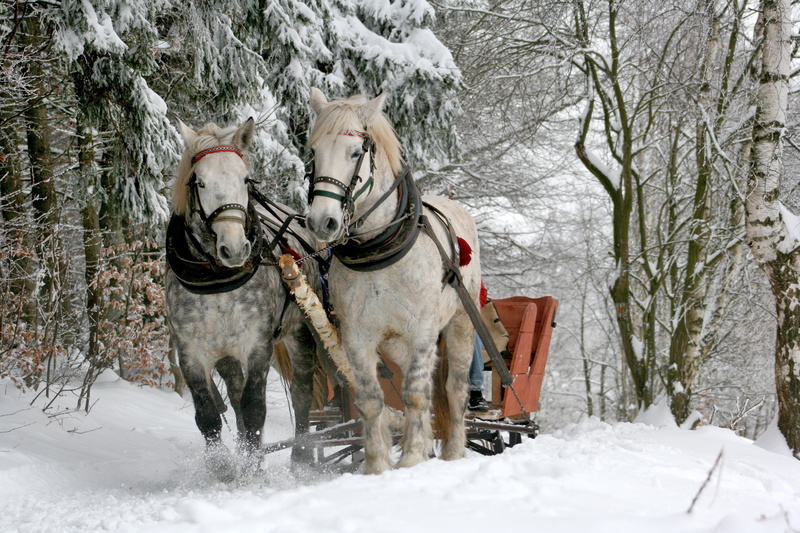 field, domestic, chaise, domestic animals, vertebrate, white horse, nature, covering, plant, season, galop, winter, horse head, animal themes, cold temperature