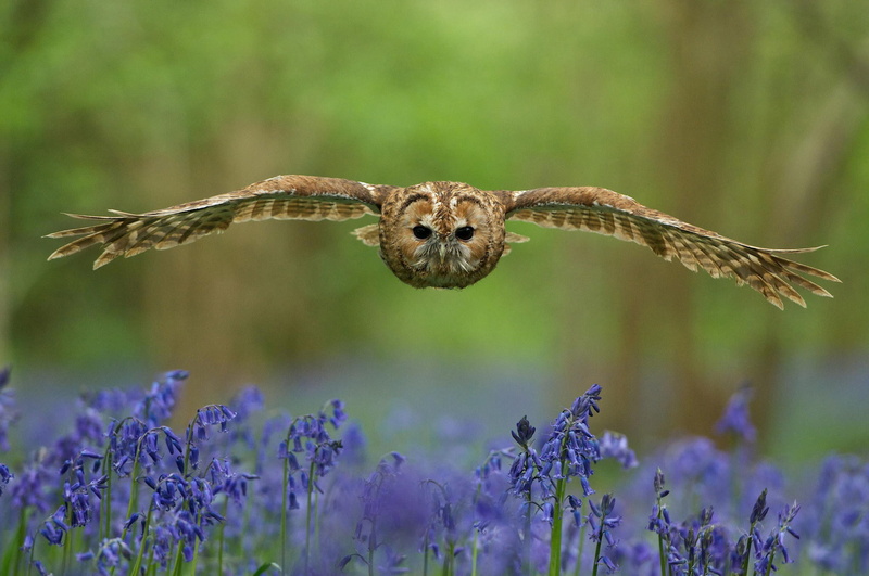 Bird, blue, flying, meadow, owl, blurring, bells, forest, eyes, hawk, brown, wings flapping, flowers, 1080P