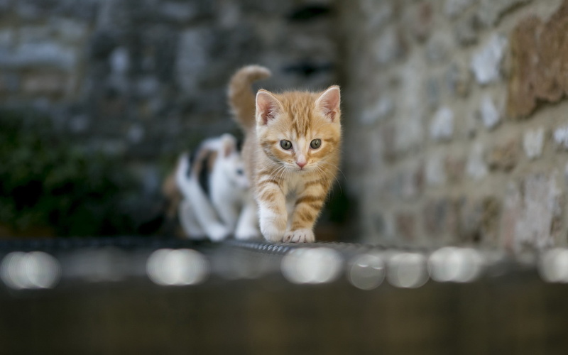domestic animals, portrait, kitten, feline, no people, 2K, vertebrate, domestic, animal eye, day, looking at camera, front view, domestic cat, tabby, selective focus